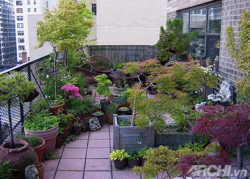 5 lời khuyên hữu ích khi trồng vườn trên sân thượng 